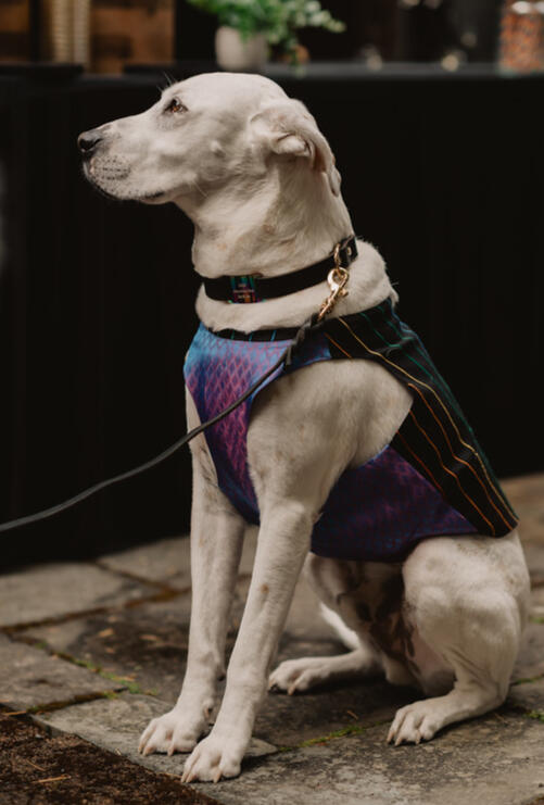 The Ring Bearer | Jasper